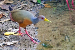 Grey-cowled Wood Rail [Aramides cajaneus cajaneus] 