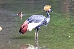 Black Crowned Crane [Balearica pavonina]