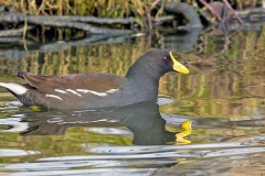 Common Moorhen [Gallinula chloropus chloropus] 