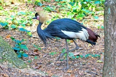 Black Crowned Crane [Balearica pavonina]