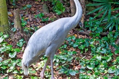 Sarus Crane [Antigone antigone] 