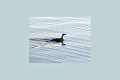 African Finfoot [Podica senegalensis]