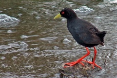 Black Crake [Zapornia flavirostra]