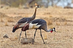 Grey Crowned Crane [Balearica regulorum gibbericeps]