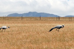 Blue Crane [Grus paradisea]