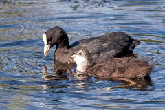 Eurasian Coot [Fulica atra atra]