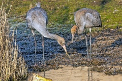 Common Crane [Grus grus]