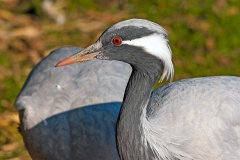 Demoiselle Crane [Grus virgo]