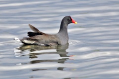 Common Moorhen [Gallinula chloropus meridionalis]