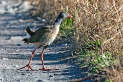 African Swamphen [Porphyrio madagascariensis]