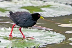 Black Crake [Zapornia flavirostra]