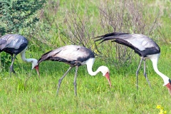 Wattled Crane [Grus carunculata]