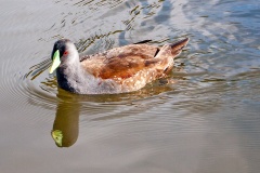 Spot-flanked Gallinule [Porphyriops melanops crassirostris]