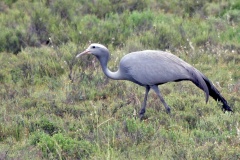 Blue Crane [Grus paradisea]