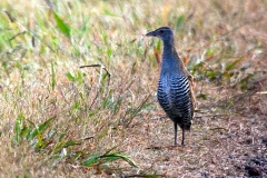 African Crake [Crecopsis egregia]