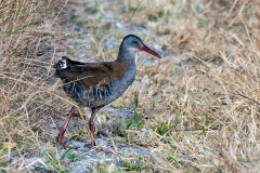 African Rail [Rallus caerulescens]
