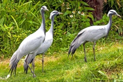 Demoiselle Crane [Grus virgo]