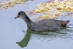 Red-knobbed Coot [Fulica cristata]