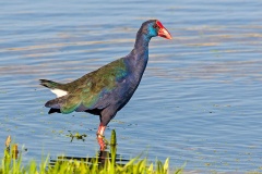 African Swamphen [Porphyrio madagascariensis]