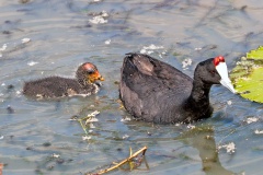 Red-knobbed Coot [Fulica cristata]