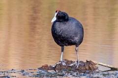 Red-knobbed Coot [Fulica cristata]