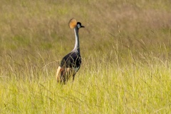 Grey Crowned Crane [Balearica regulorum regulorum]