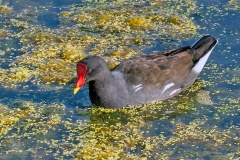 Common Moorhen [Gallinula chloropus meridionalis]