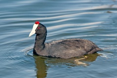 Red-knobbed Coot [Fulica cristata]