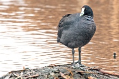 Red-knobbed Coot [Fulica cristata] 