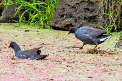 Common Gallinule [Gallinula galeata cachinnans] 