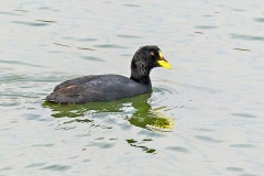 Red-gartered Coot [Fulica armillata] 