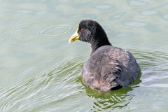 White-winged Coot [Fulica leucoptera] 