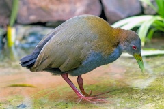Giant Wood Rail [Aramides ypecaha] 