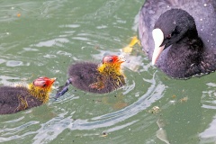 Eurasian Coot [Fulica atra atra] 