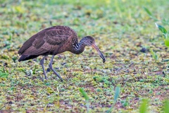 Limpkin [Aramus guarauna guarauna] 