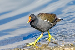 Common Moorhen [Gallinula chloropus chloropus] 