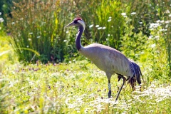 Common Crane [Grus grus] 