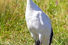 Red-crowned Crane [Grus japonensis] 