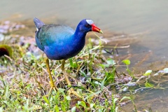 Purple Gallinule [Porphyrio martinica] 