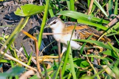 Yellow-breasted Crake [Laterallus flaviventer woodi] 