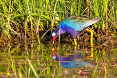 Purple Gallinule [Porphyrio martinica] 