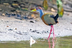 Russet-naped Wood Rail [Aramides albiventris plumbeicollis] 