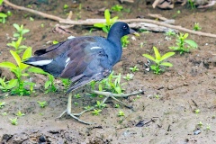 Common Gallinule [Gallinula galeata cachinnans] 