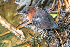 White-throated Crake [Laterallus albigularis cinereiceps] 