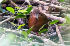 Uniform Crake [Amaurolimnas concolor guatemalensis] 