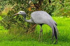 Blue Crane [Grus paradisea]