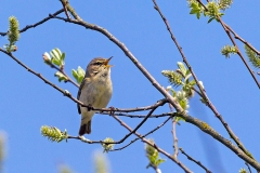 Common Chiffchaff [Phylloscopus collybita collybita]