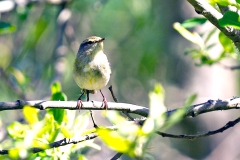 Iberian Chiffchaff [Phylloscopus ibericus]
