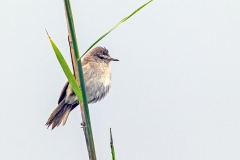 Common Reed Warbler [Acrocephalus scirpaceus baeticatus]