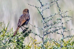 Grey-backed Cisticola [Cisticola subruficapilla jamesi]